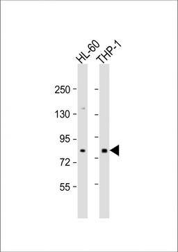 Western Blot at 1:500 dilution Lane 1: HL-60 whole cell lysate Lane 2: THP-1 whole cell lysate Lysates/proteins at 20 ug per lane.