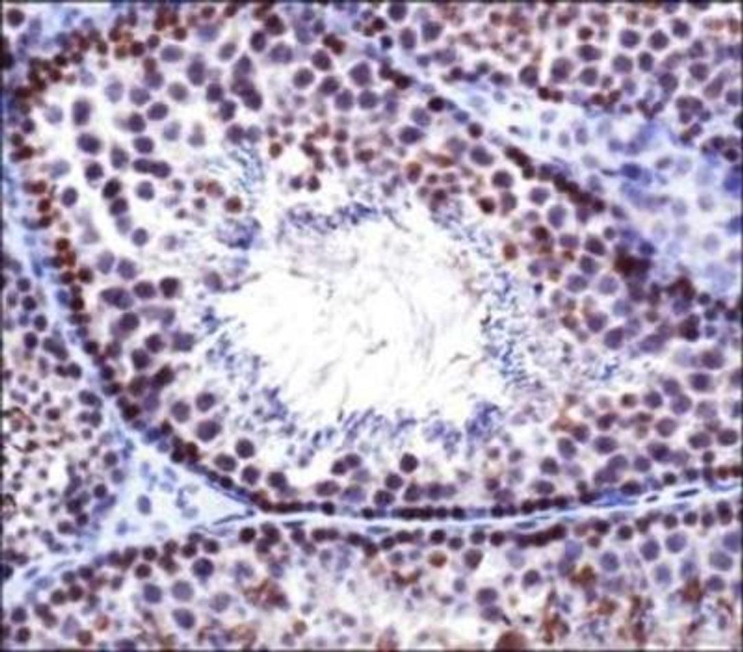 Immunohistochemistry: Dnmt3b Antibody [NB100-266] - Dnmt3b antibody was tested in mouse testis using DAB with hematoxylin counterstain.