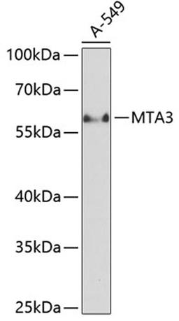 Western blot - MTA3 antibody (A2328)