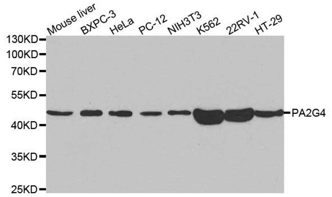 Western blot analysis of extracts of various cell lines using PA2G4 antibody