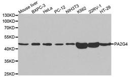 Western blot analysis of extracts of various cell lines using PA2G4 antibody