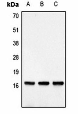 Western blot analysis of  Hela (Lane1), NIH3T3 (Lane2), Raw264.7 (Lane3) whole cell lysates using Histone H3 (DiMethyl K4) antibody