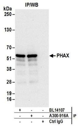 Detection of human PHAX by western blot of immunoprecipitates.