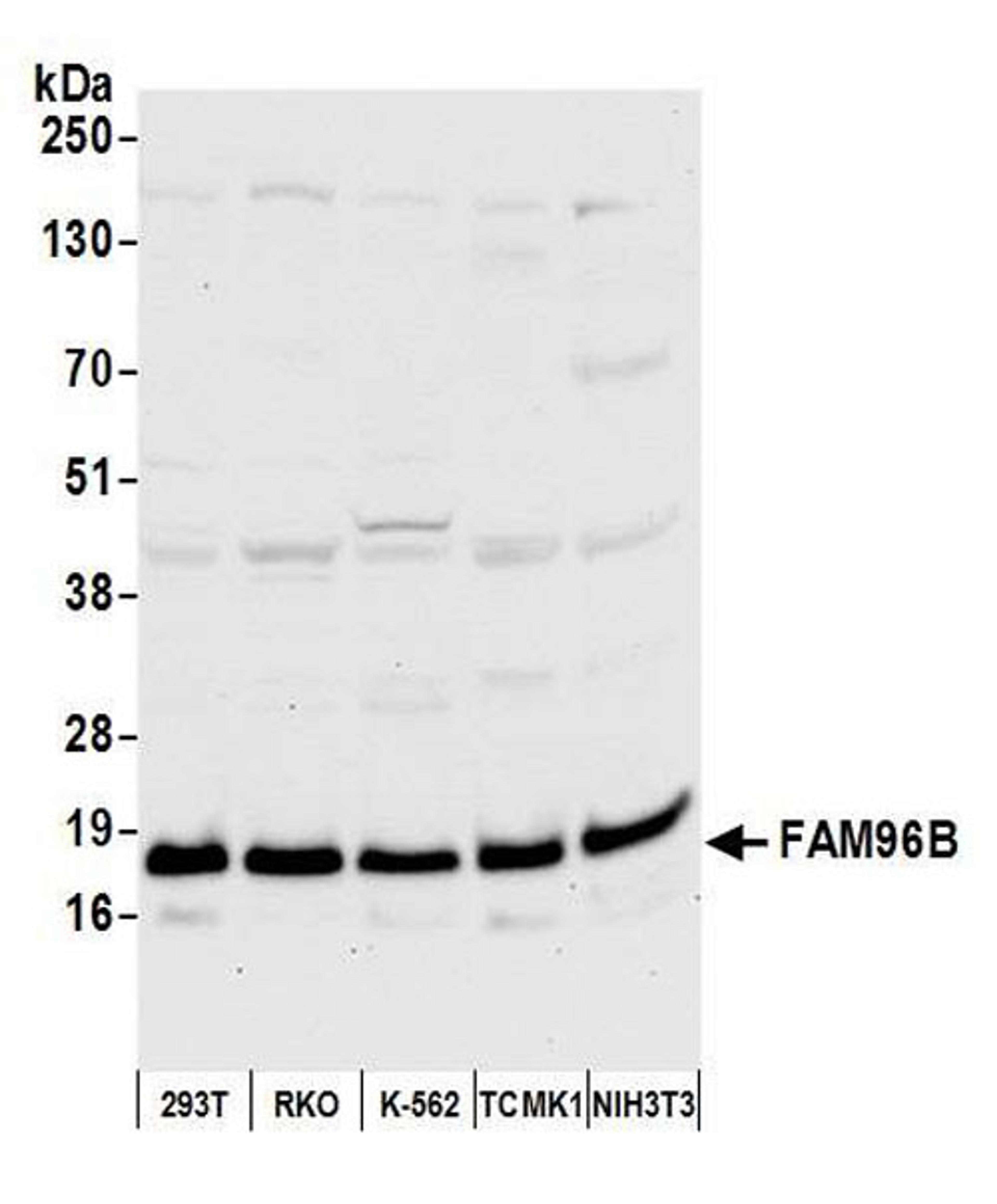 Detection of human and mouse FAM96B by WB.