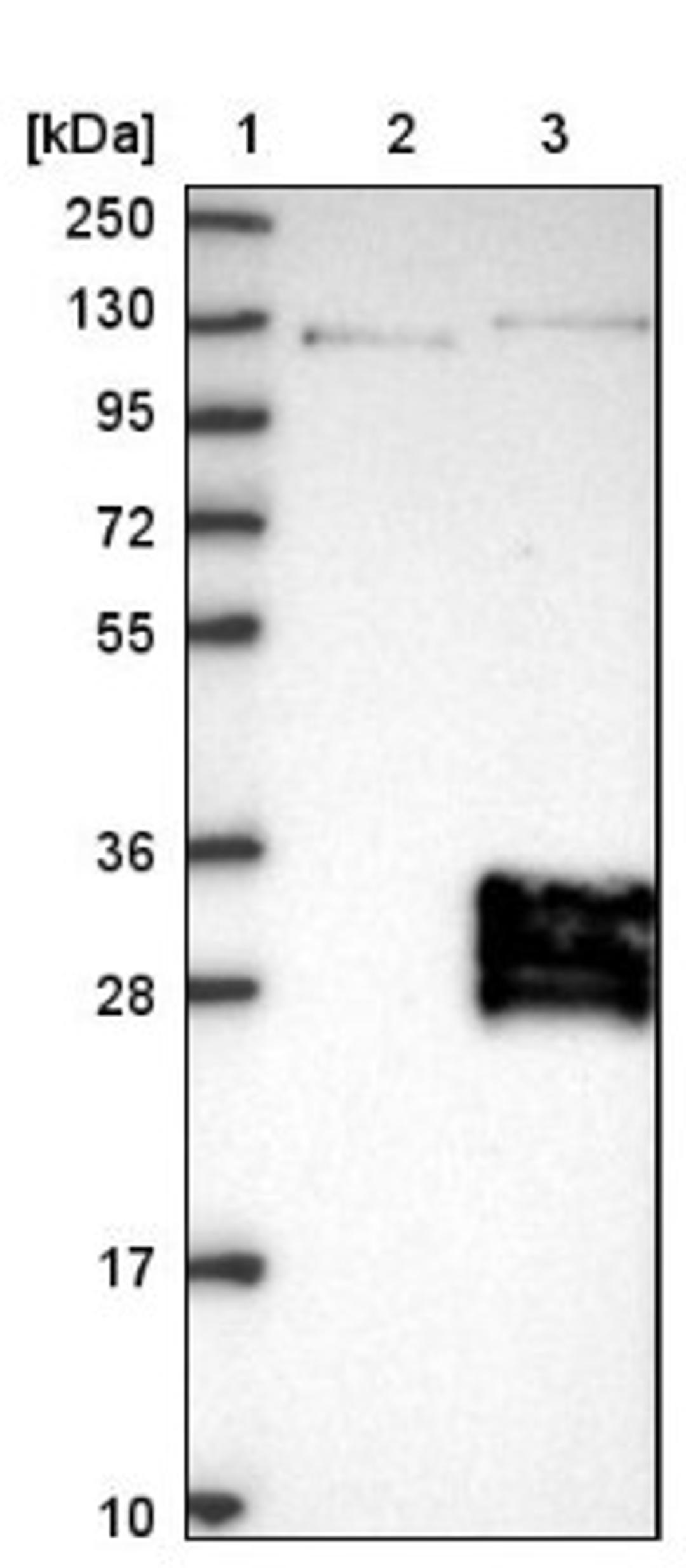 Western Blot: TMEM9 Antibody [NBP1-80675] - Lane 1: Marker [kDa] 250, 130, 95, 72, 55, 36, 28, 17, 10<br/>Lane 2: Negative control (vector only transfected HEK293T lysate)<br/>Lane 3: Over-expression lysate (Co-expressed with a C-terminal myc-DDK tag (~3.1 kDa) in mammalian HEK293T cells, LY413962)