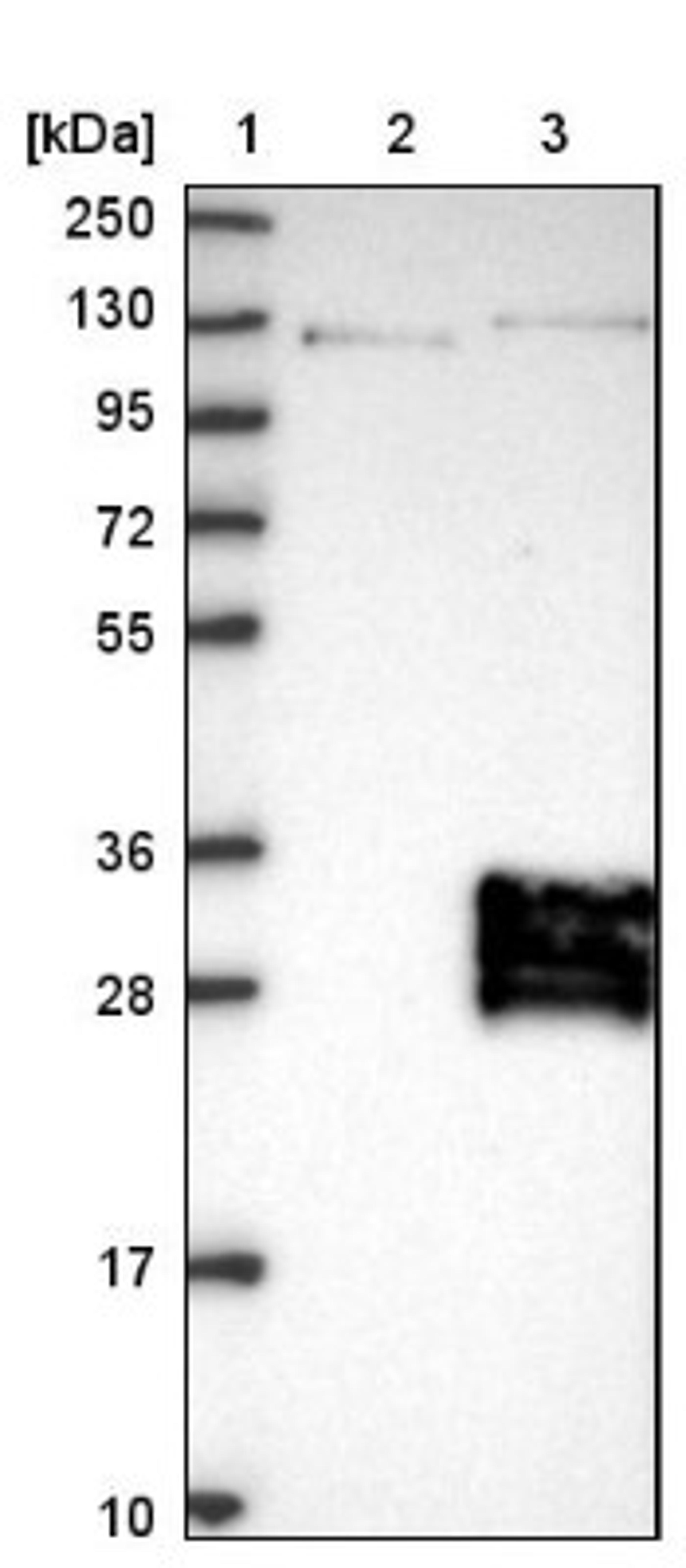 Western Blot: TMEM9 Antibody [NBP1-80675] - Lane 1: Marker [kDa] 250, 130, 95, 72, 55, 36, 28, 17, 10<br/>Lane 2: Negative control (vector only transfected HEK293T lysate)<br/>Lane 3: Over-expression lysate (Co-expressed with a C-terminal myc-DDK tag (~3.1 kDa) in mammalian HEK293T cells, LY413962)