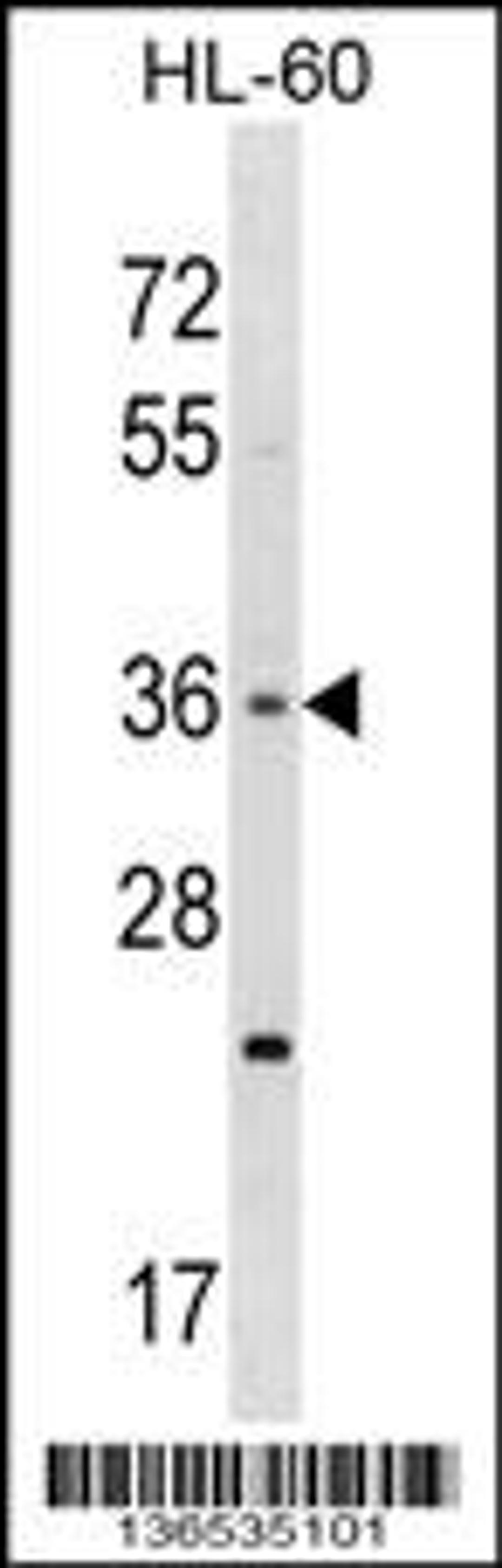 Western blot analysis in HL-60 cell line lysates (35ug/lane).