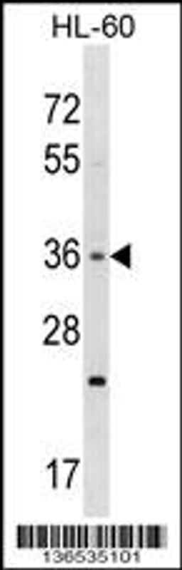 Western blot analysis in HL-60 cell line lysates (35ug/lane).