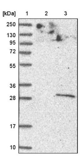 Western Blot: AGPAT2 Antibody [NBP1-88499] - Lane 1: Marker [kDa] 250, 130, 95, 72, 55, 36, 28, 17, 10<br/>Lane 2: Negative control (vector only transfected HEK293T lysate)<br/>Lane 3: Over-expression lysate (Co-expressed with a C-terminal myc-DDK tag (~3.1 kDa) in mammalian HEK293T cells, LY401930)