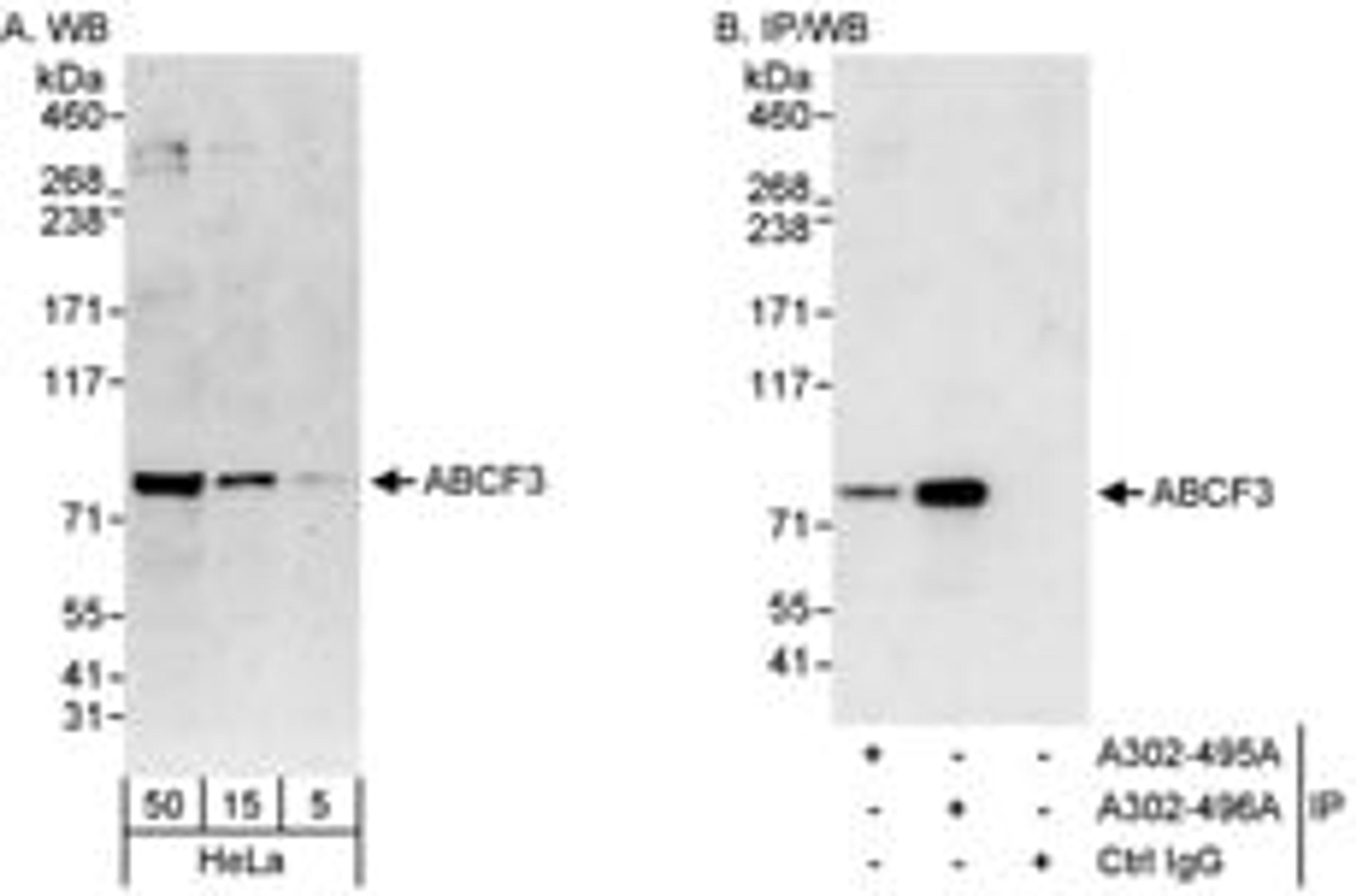 Detection of human ABCF3 by western blot and immunoprecipitation.