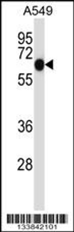 Western blot analysis in A549 cell line lysates (35ug/lane).