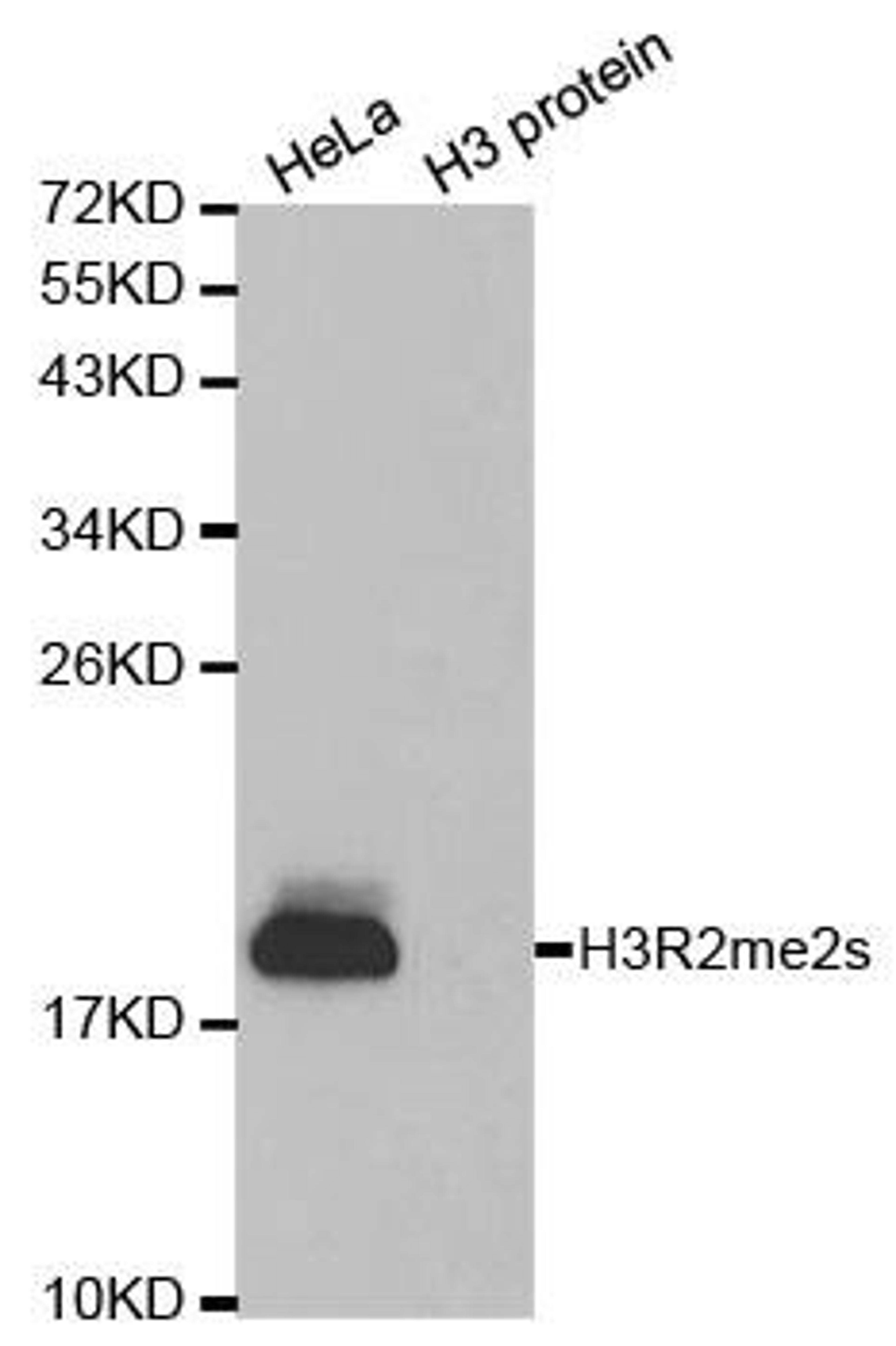 Western blot analysis of extracts of HeLa cell line and H3 protein expressed in E.coli using HIST3H3 antibody