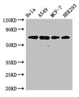 Western Blot. Positive WB detected in: Hela whole cell lysate, A549 whole cell lysate, MCF-7 whole cell lysate, HEK293 whole cell lysate. All lanes: XRCC6 antibody at 4µg/ml. Secondary. Goat polyclonal to rabbit IgG at 1/50000 dilution. Predicted band size: 70, 66 kDa. Observed band size: 70 kDa