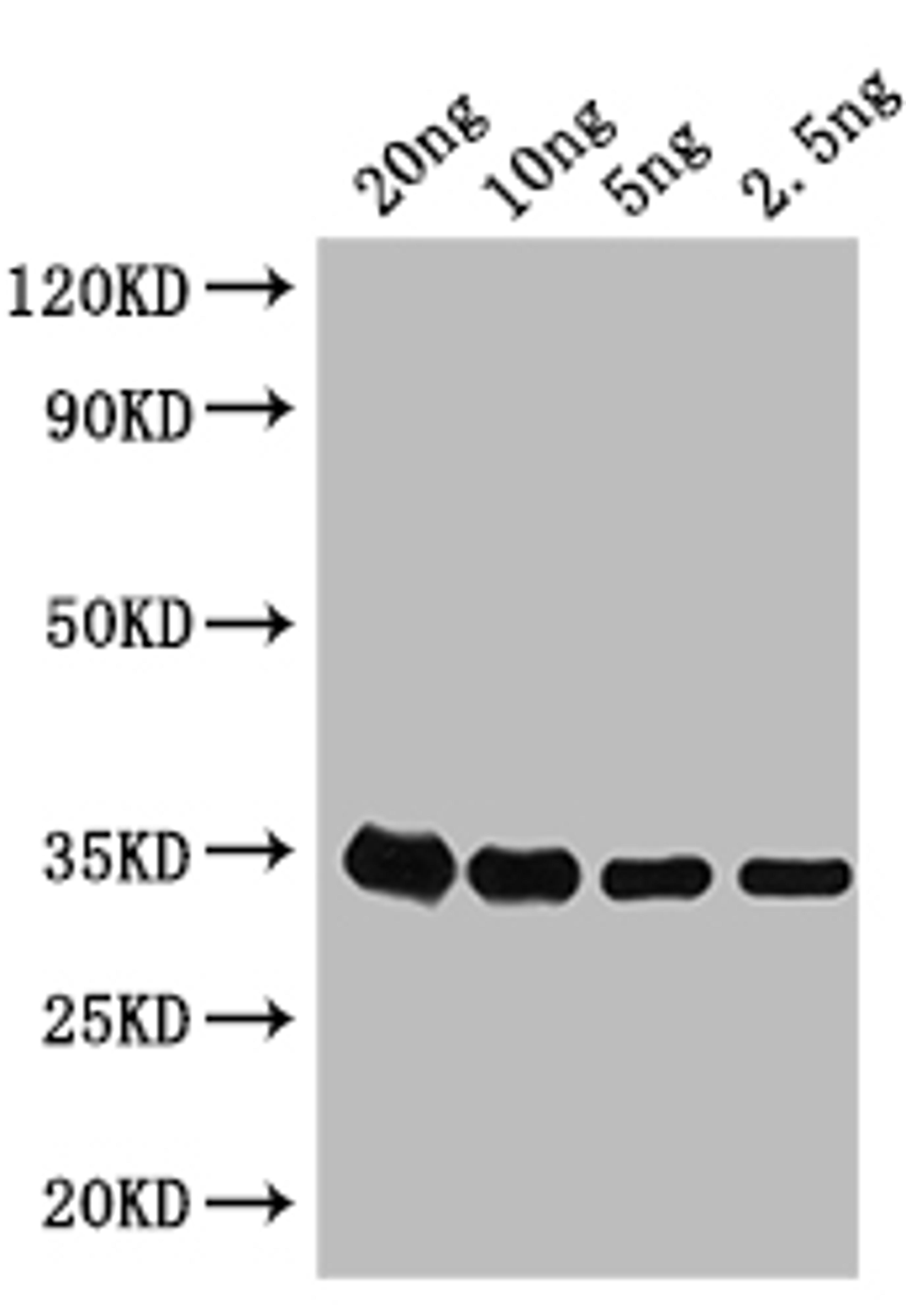 Western Blot. Positive WB detected in: recombinant protein. All lanes: grxD Antibody at 1:1000. Secondary. Goat polyclonal to rabbit IgG at 1/50000 dilution. Predicted band size: 35 kDa. Observed band size: 35 kDa.