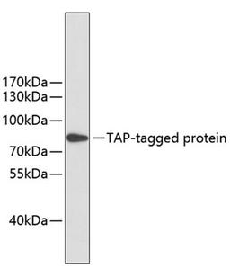 Western blot - mouse anti TAP-Tag mAb (AE021)