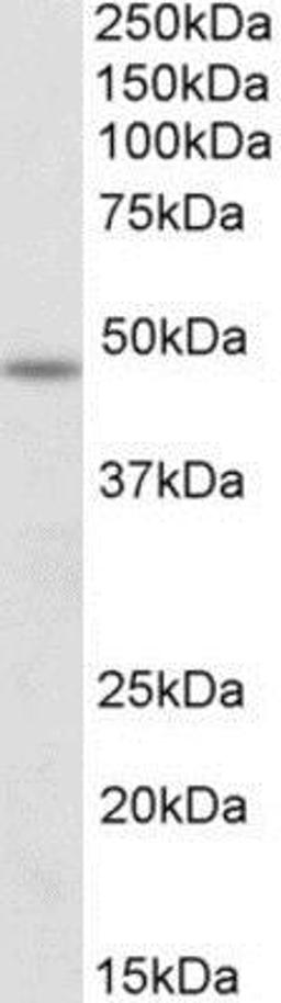 Western Blot: POU3F3 Antibody [NBP1-49872] - Analysis of POU3F3 in Mouse Spinal Cord lysate (35ug protein in RIPA buffer) using this antibody at 1 ug/ml. Primary incubation was 1 hour. Detected by chemiluminescence.