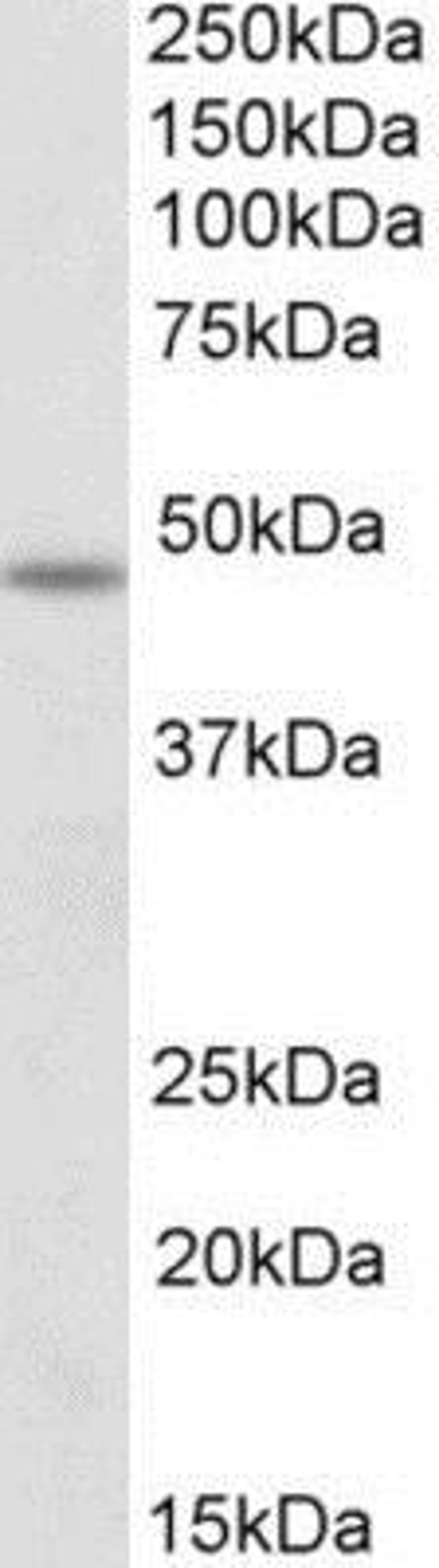 Western Blot: POU3F3 Antibody [NBP1-49872] - Analysis of POU3F3 in Mouse Spinal Cord lysate (35ug protein in RIPA buffer) using this antibody at 1 ug/ml. Primary incubation was 1 hour. Detected by chemiluminescence.