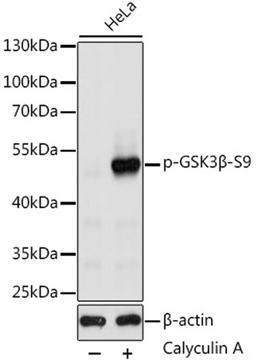 Western blot - Phospho-GSK3ß-S9 antibody (AP0039)