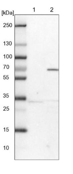 Western Blot: Lano Antibody [NBP1-88016] - Lane 1: NIH-3T3 cell lysate (Mouse embryonic fibroblast cells)<br/>Lane 2: NBT-II cell lysate (Rat Wistar bladder tumour cells)