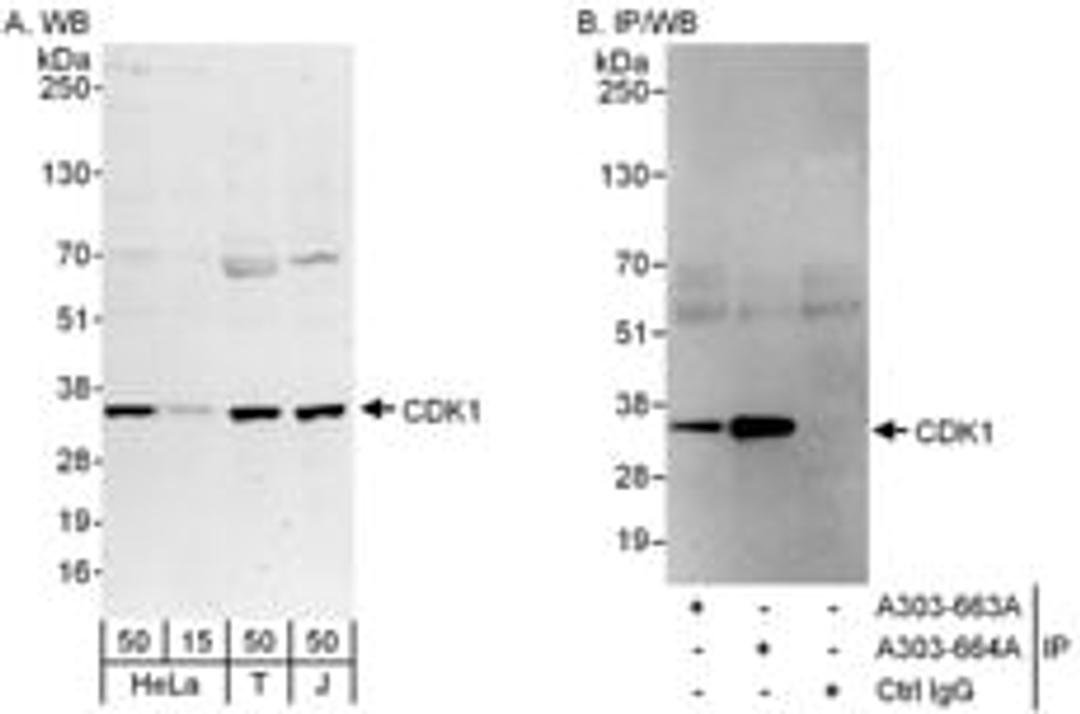 Detection of human CDK1 by western blot and immunoprecipitation.