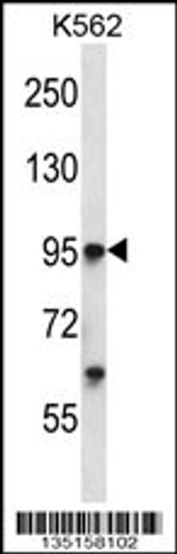 Western blot analysis in K562 cell line lysates (35ug/lane).