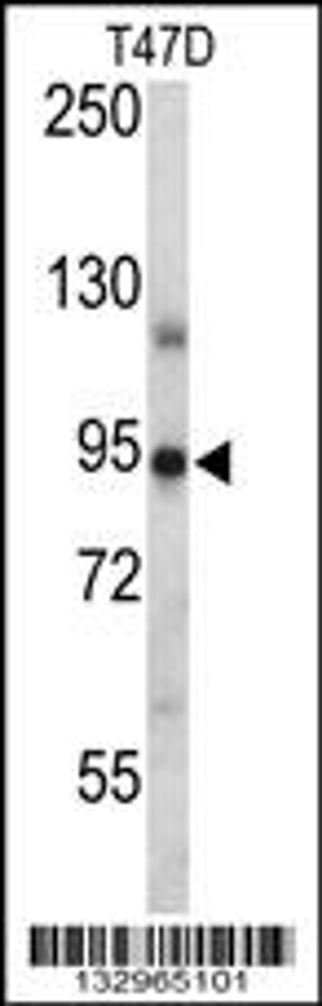 Western blot analysis in T47D cell line lysates (35ug/lane).