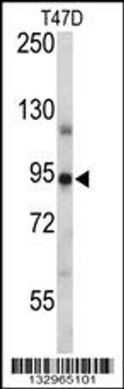 Western blot analysis in T47D cell line lysates (35ug/lane).