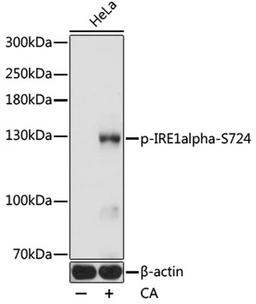 Western blot - Phospho-IRE1alpha-S724 antibody (AP0878)