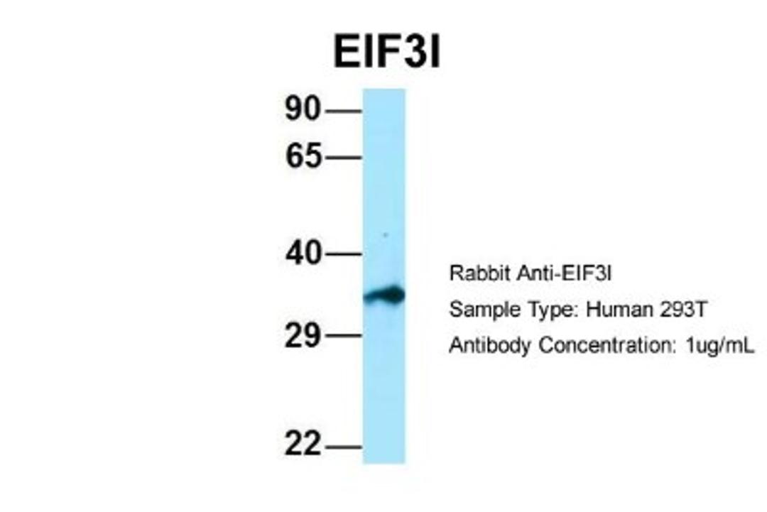 Western Blot: TRIP1 Antibody [NBP1-98293] - Human 293T, Antibody Dilution: 1.0 ug/ml.