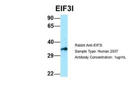 Western Blot: TRIP1 Antibody [NBP1-98293] - Human 293T, Antibody Dilution: 1.0 ug/ml.