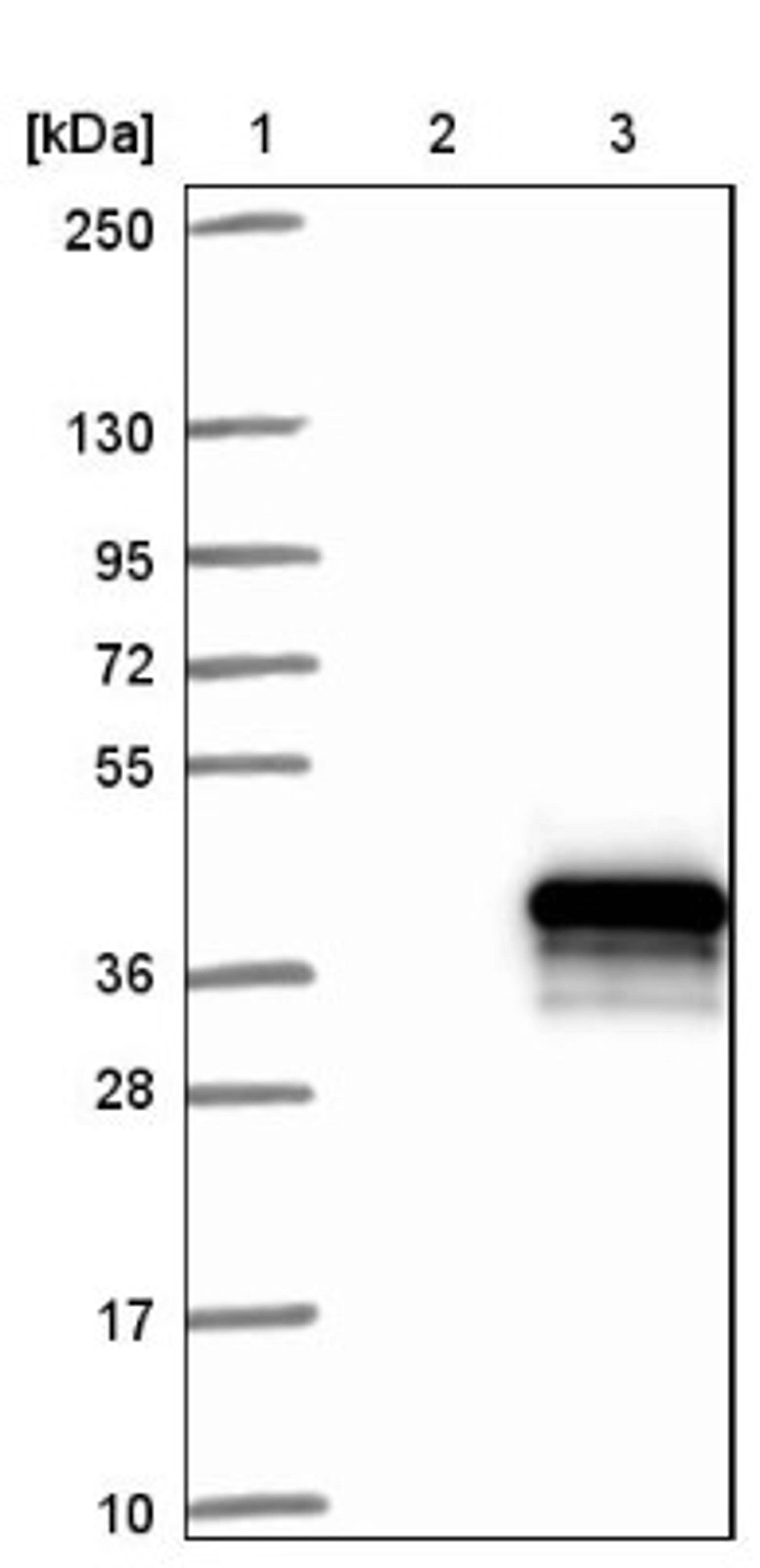 Western Blot: MMTAG2 Antibody [NBP1-92128] - Lane 1: Marker [kDa] 250, 130, 95, 72, 55, 36, 28, 17, 10<br/>Lane 2: Negative control (vector only transfected HEK293T lysate)<br/>Lane 3: Over-expression lysate (Co-expressed with a C-terminal myc-DDK tag (~3.1 kDa) in mammalian HEK293T cells, LY411316)