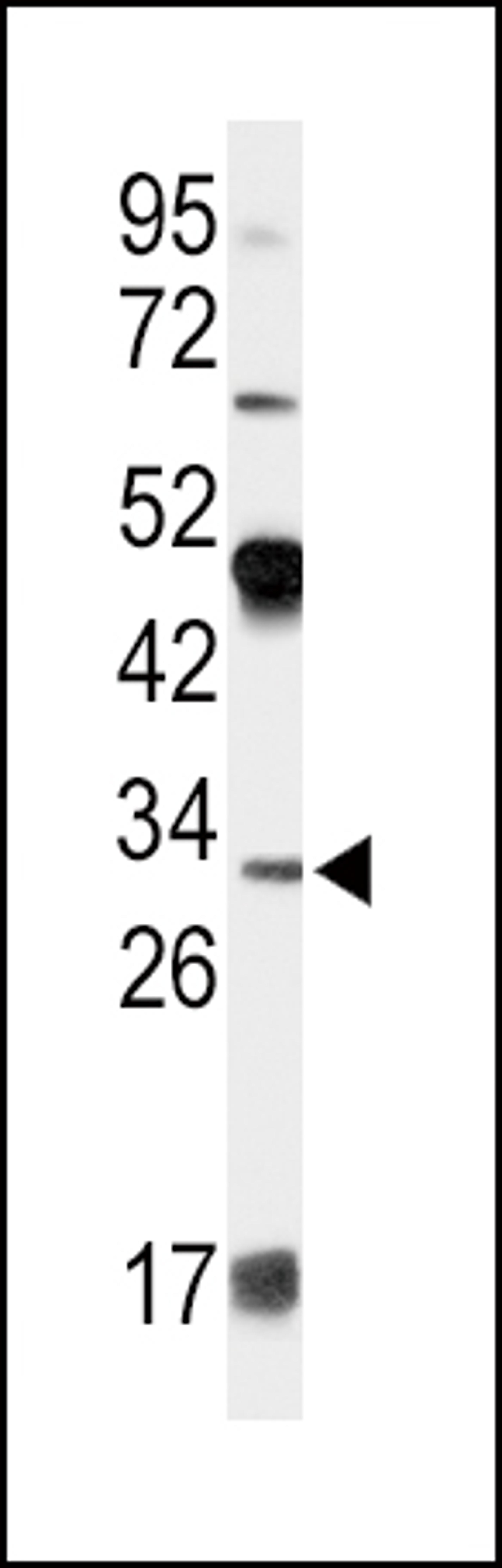 Western blot analysis of APOD Antibody in 293 cell line lysates (35ug/lane)