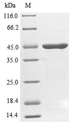 (Tris-Glycine gel) Discontinuous SDS-PAGE (reduced) with 5% enrichment gel and 15% separation gel.