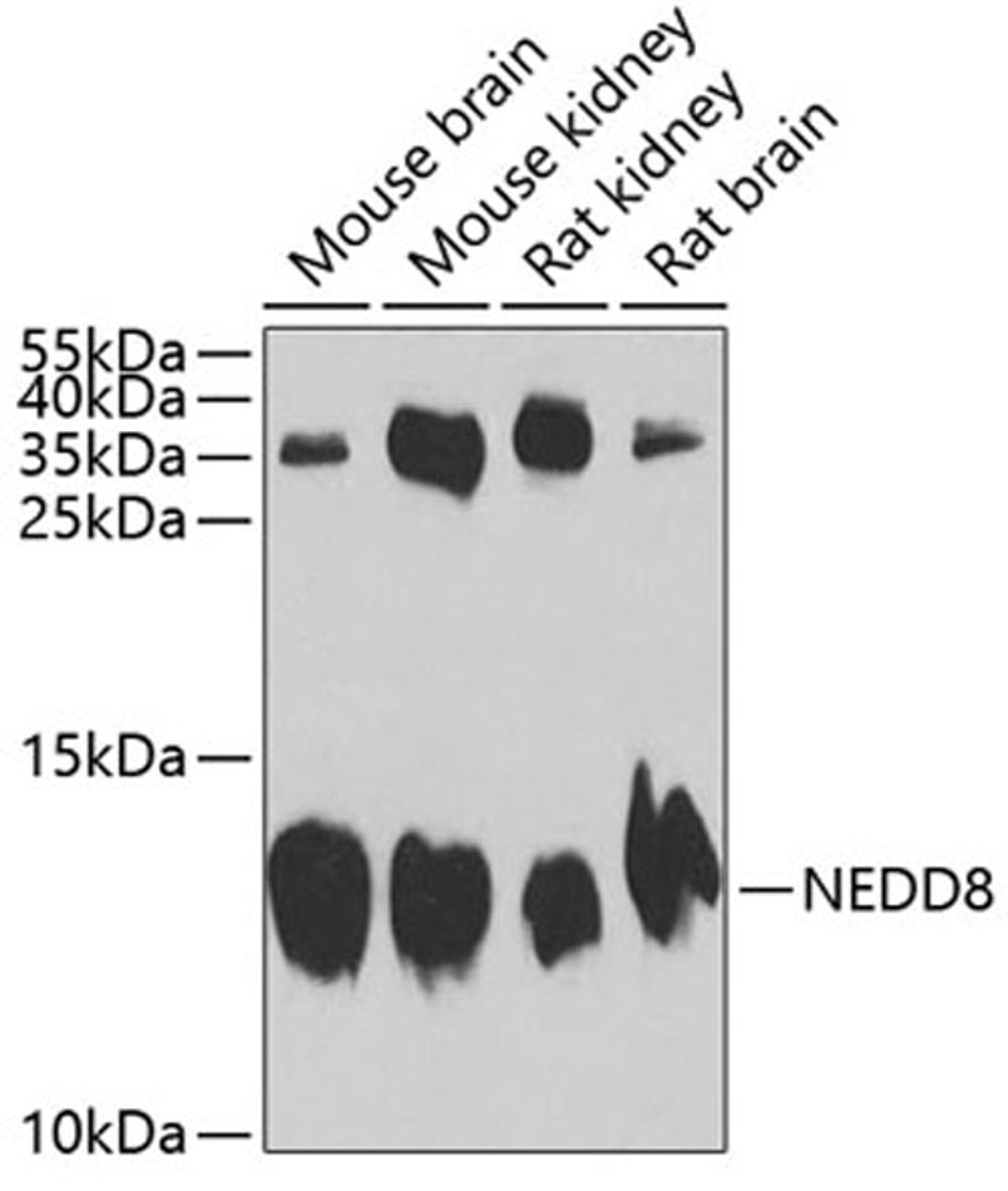 Western blot - NEDD8 antibody (A1163)