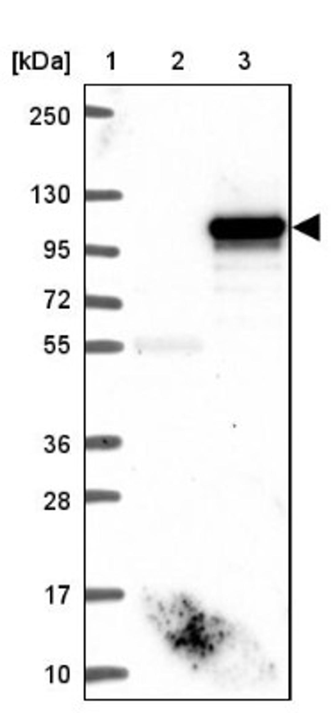 Western Blot: FAM48A Antibody [NBP1-90794] - Lane 1: Marker [kDa] 250, 130, 95, 72, 55, 36, 28, 17, 10<br/>Lane 2: Negative control (vector only transfected HEK293T lysate)<br/>Lane 3: Over-expression lysate (Co-expressed with a C-terminal myc-DDK tag (~3.1 kDa) in mammalian HEK293T cells, LY423050)