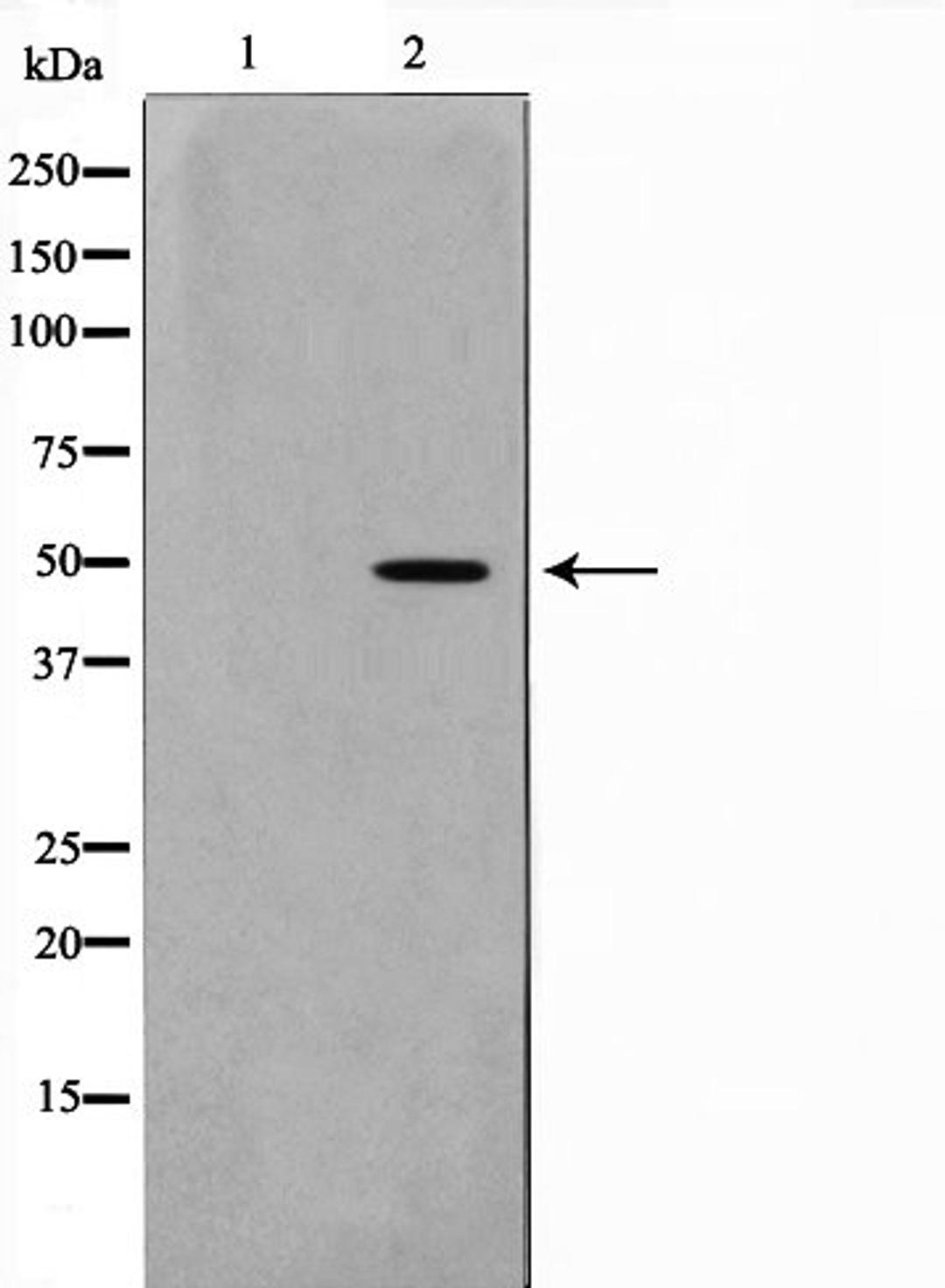 Western blot analysis of 293 cell lysate using NDF2 antibody