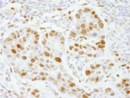 Detection of human PolD3/p66 by immunohistochemistry.