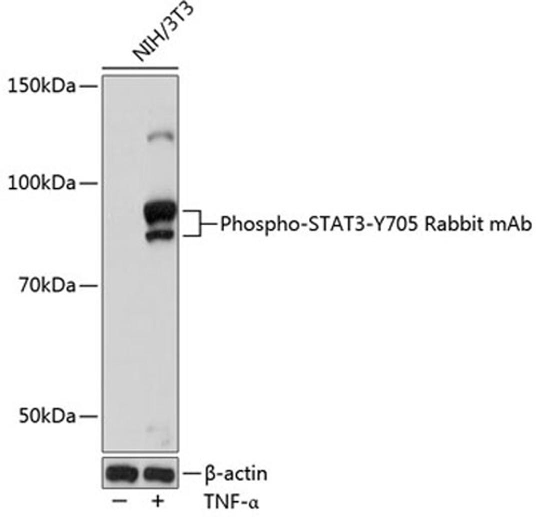 Western blot - Phospho-STAT3-Y705 Rabbit mAb (AP0705)