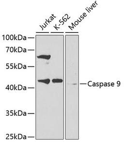 Western blot - Caspase-9 antibody (A2636)