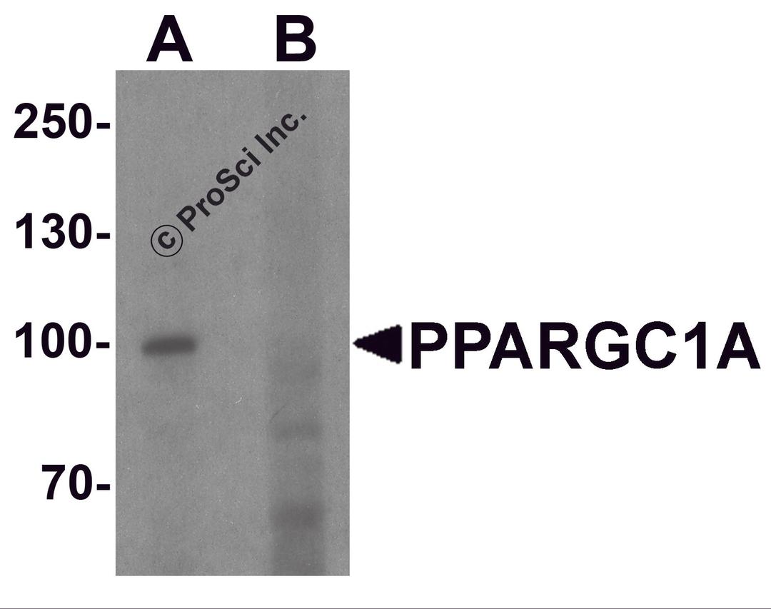 Western blot analysis of PPARGC1A in human heart tissue lysate with PPARGC1A antibody at 1 μg/ml in (A) the absence and (B) the presence of blocking peptide.