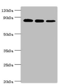 Western blot. All lanes: X-ray repair cross-complementing protein 5 antibody at 2ug/ml. Lane 1: A549 whole cell lysate. Lane 2: MCF-7 whole cell lysate. Lane 3: 293T whole cell lysate. Secondary. Goat polyclonal to rabbit IgG at 1/10000 dilution. Predicted band size: 83 kDa. Observed band size: 83 kDa.