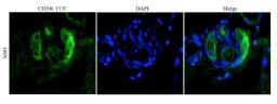 IF analysis of mouse skin tissue using anti-CD206 (dilution of primary antibody at 1:100)