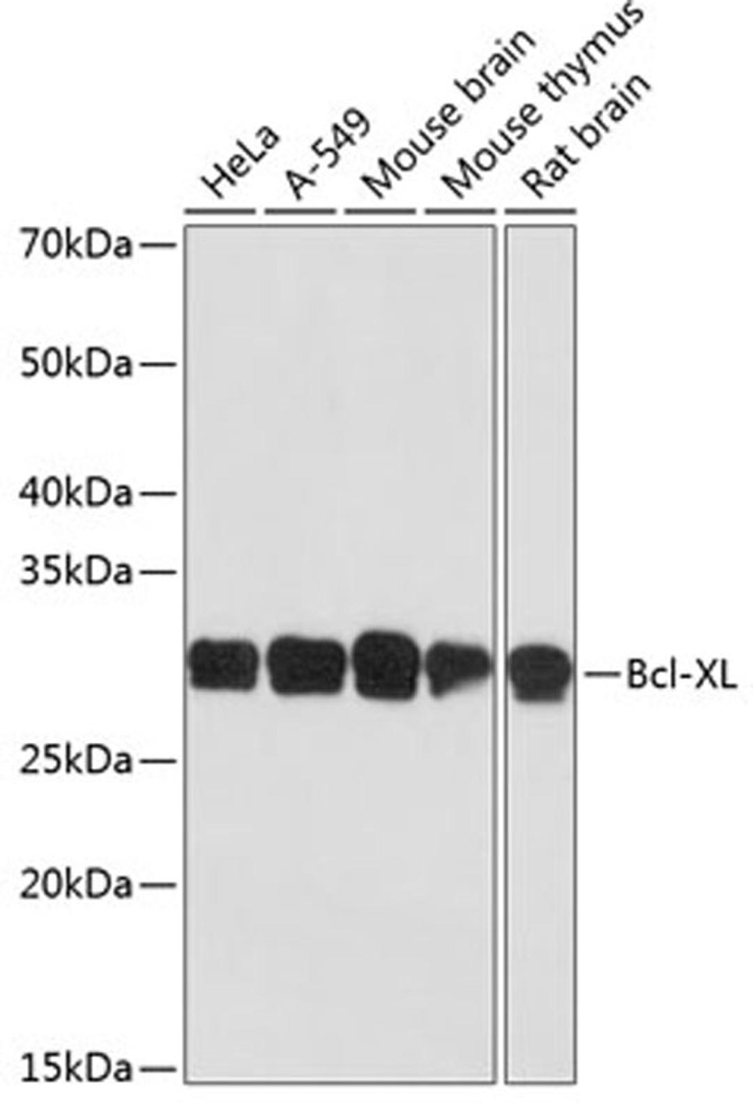 Western blot - Bcl-XL antibody (A19703)