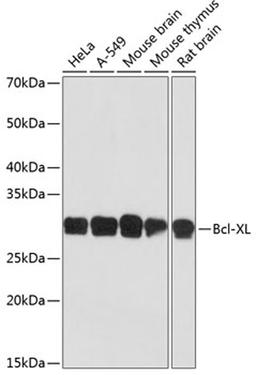 Western blot - Bcl-XL antibody (A19703)