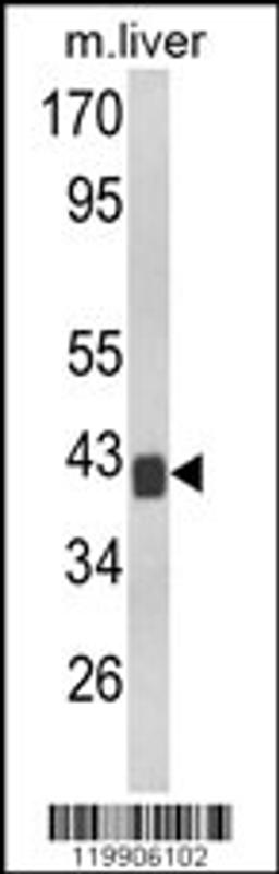 Western blot analysis of TOB1 Antibody in mouse liver tissue lysates (35ug/lane)