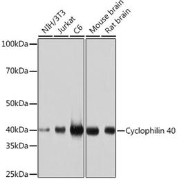 Western blot - Cyclophilin 40 Rabbit mAb (A5097)