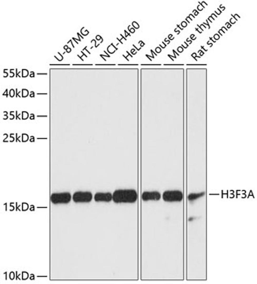 Western blot - Histone H3.3 antibody (A13824)