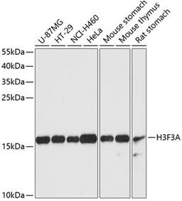 Western blot - Histone H3.3 antibody (A13824)