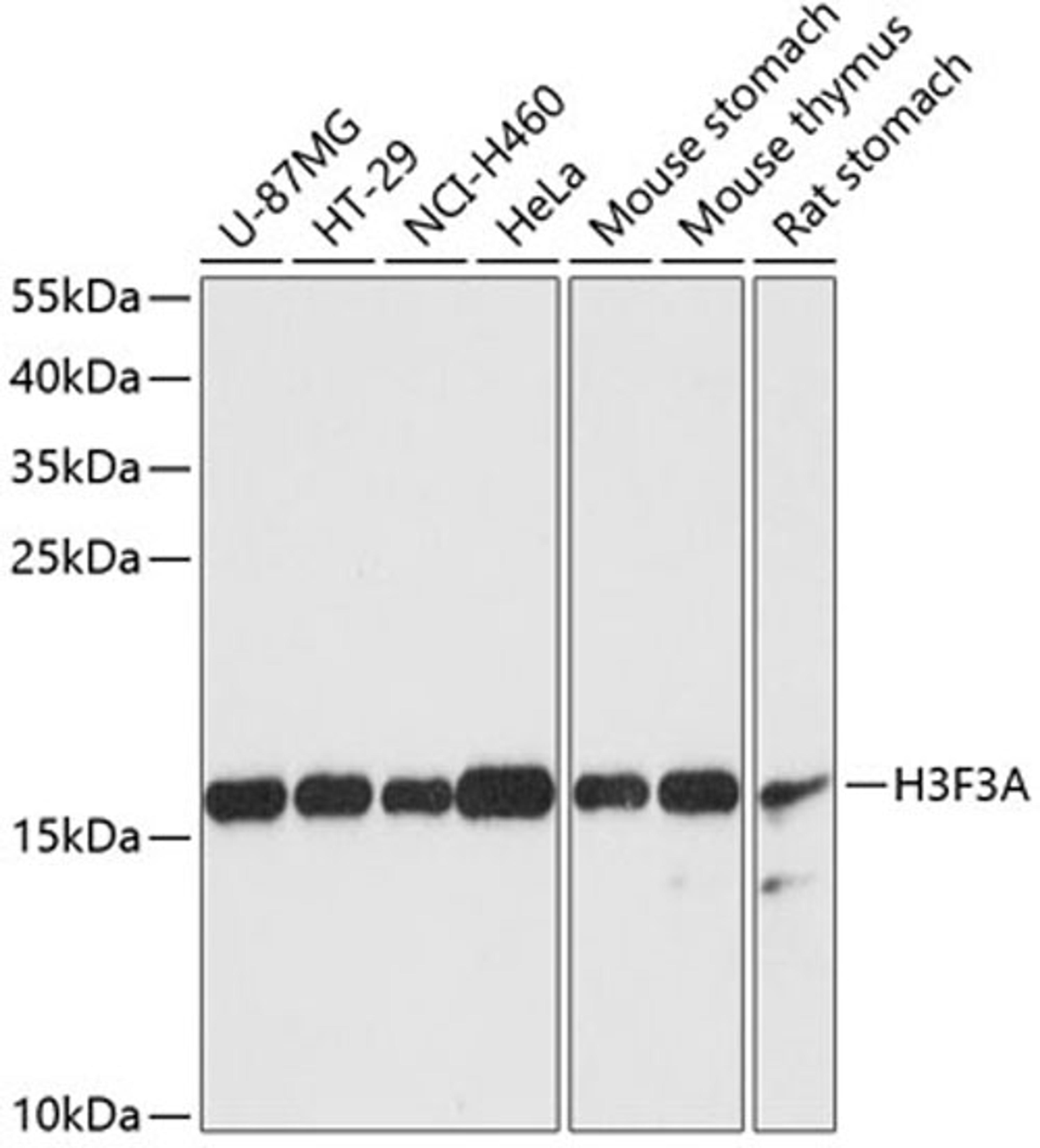 Western blot - Histone H3.3 antibody (A13824)