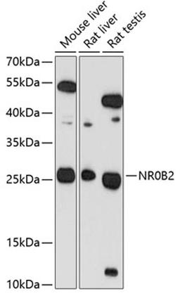 Western blot - NR0B2 antibody (A1836)